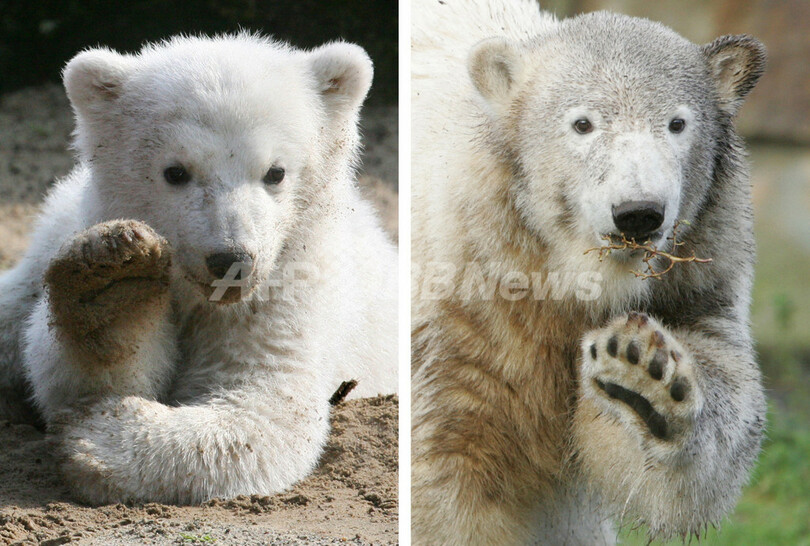 ホッキョクグマのクヌート、1歳の誕生日