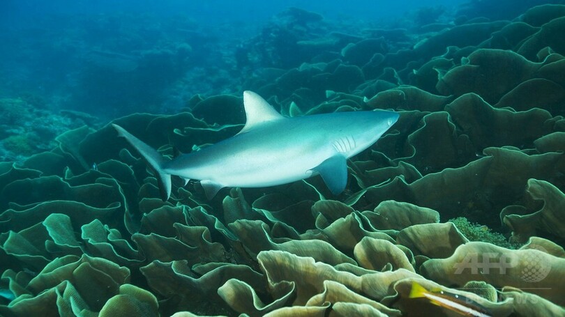 パラオ、周辺海域に巨大海洋保護区設置へ スペイン国土と同等