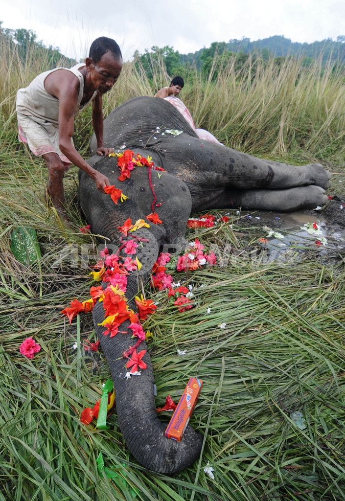 列車にはねられた象を供養する人々、インド