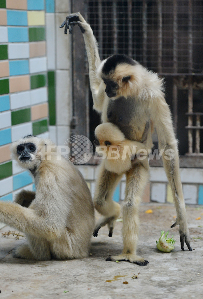北京動物園のホオジロテナガザル