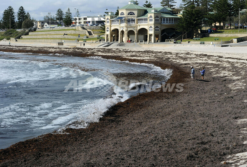 豪ビーチ、一夜にして海藻に埋まる