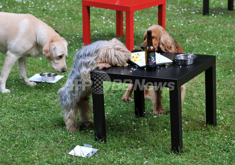 ワンちゃんレストラン、ベルギーの公園にオープン