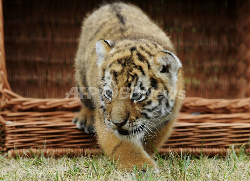 生後6週間のトラの赤ちゃん、体重はすでに5キロ