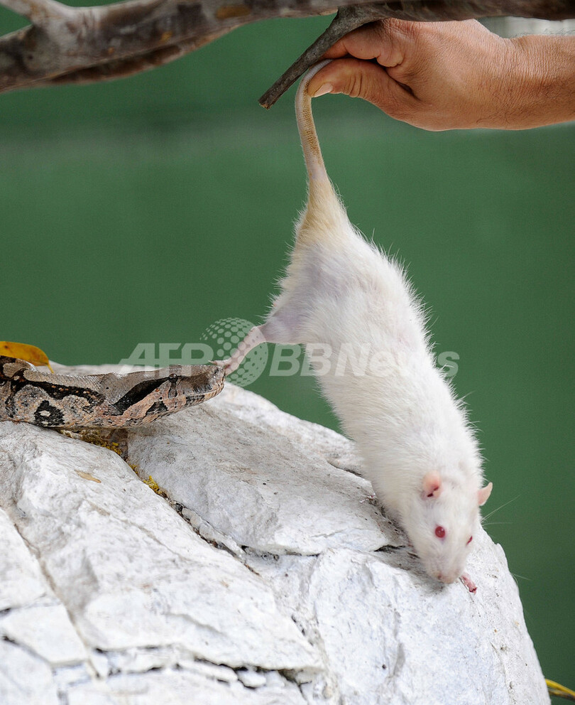 動物園に保護される野生動物たち、ブラジル