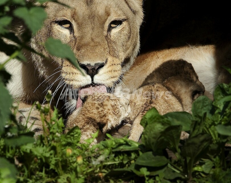 スペイン東部の山中にライオン現れる