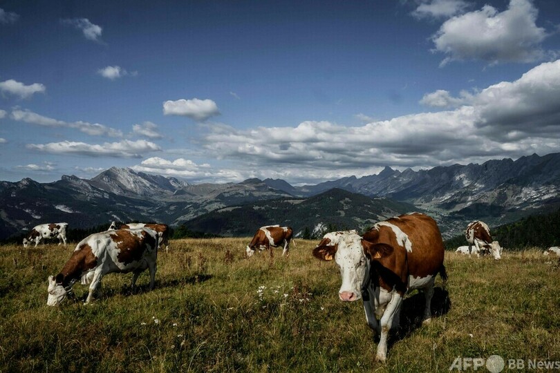 フランスの干ばつ、アルプス地方のチーズにも影響