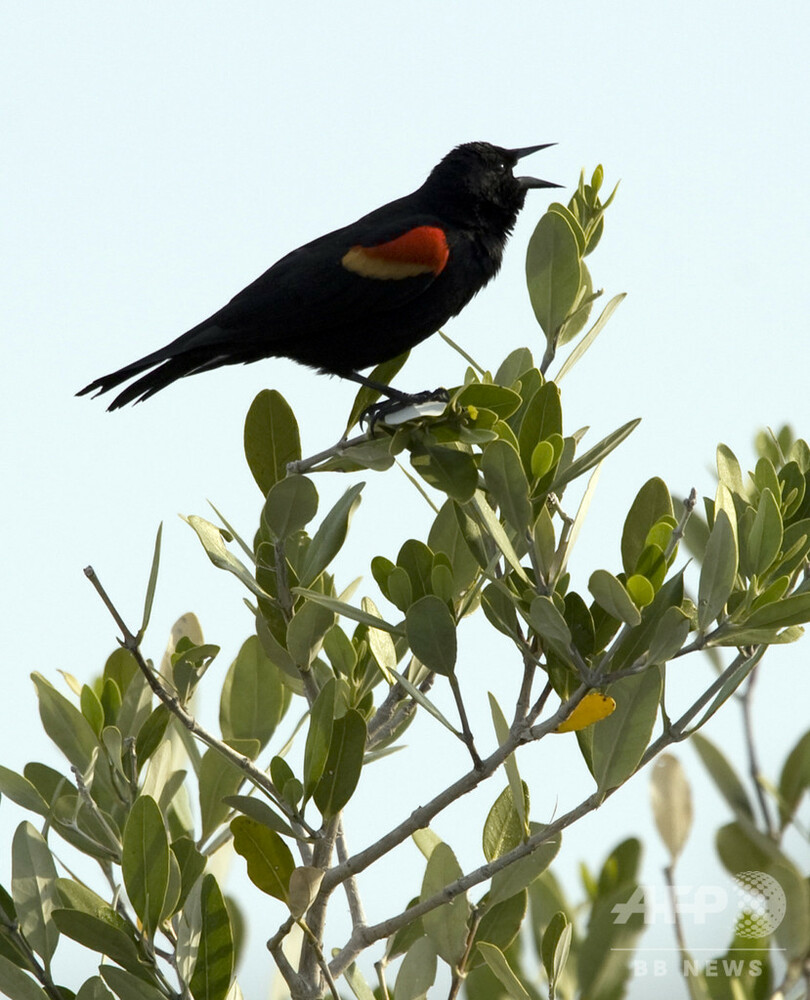 北米の鳥の個体数、約50年で29％減少 30億羽に相当 研究