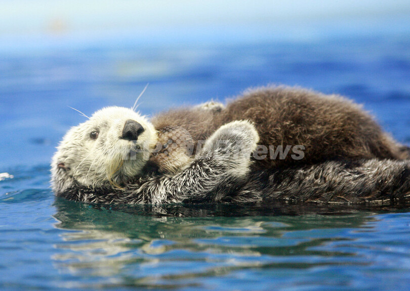 ロシアラッコの赤ちゃん公開