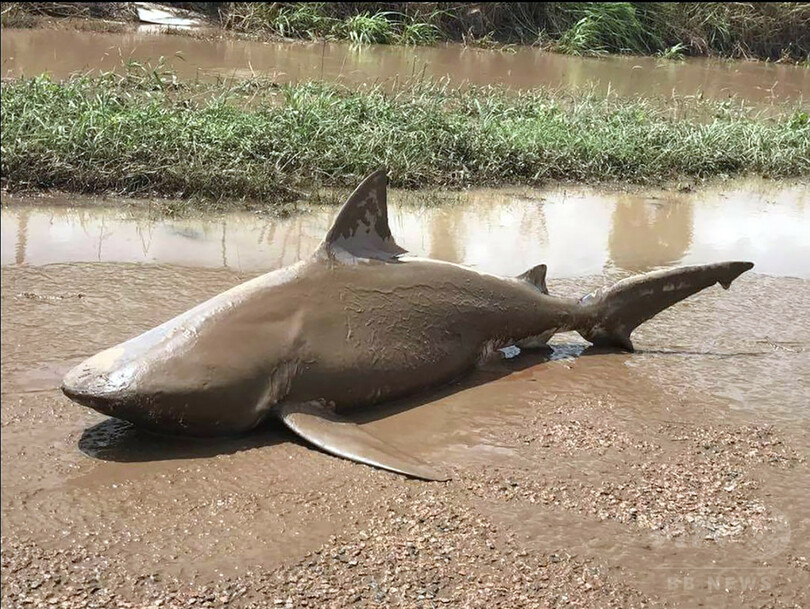 豪北東部の洪水 予期せぬ場所にヘビやワニ サメの可能性 写真2枚 国際ニュース Afpbb News 豪北東部の洪水 予期せぬ場所にヘビやワニ サメの可能性 写真2枚 国際ニュース Afpbb News