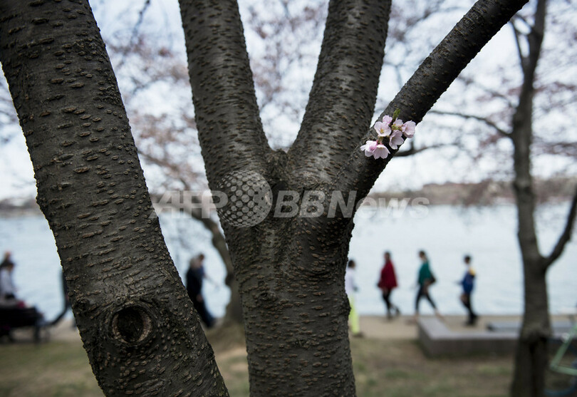日本から贈られた桜、米首都ワシントンで見ごろ