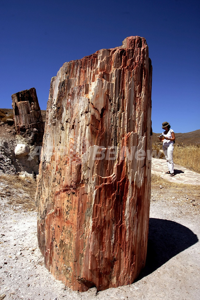 石化した古代の木々が残る島、レスボス