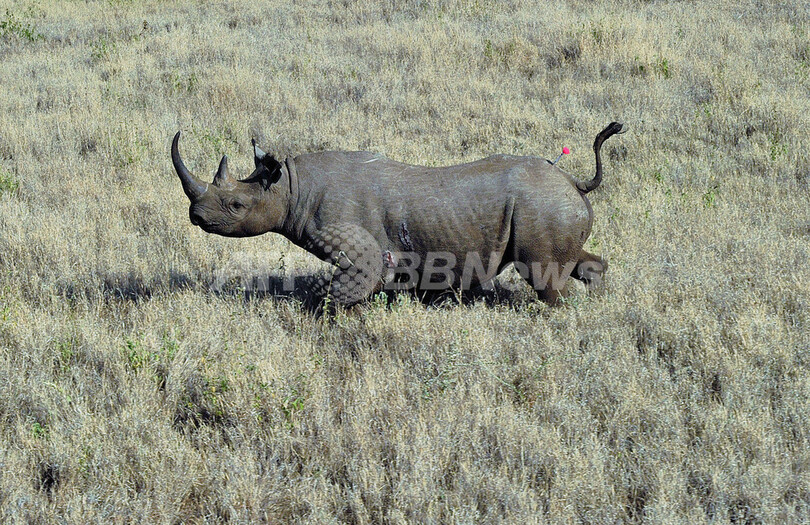 米狩猟クラブ ナミビアのクロサイ狩猟許可証を競売へ 写真1枚 国際ニュース Afpbb News 米狩猟クラブ ナミビアのクロサイ狩猟許可証を競売へ 写真1枚 国際ニュース Afpbb News