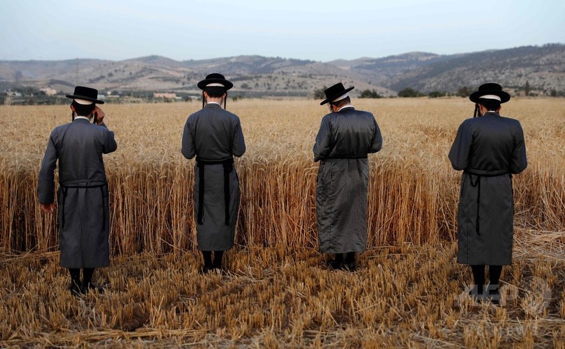 来年の 過ぎ越し祭 に備え小麦収穫 パレスチナの入植地 写真15枚 国際ニュース afpbb news
