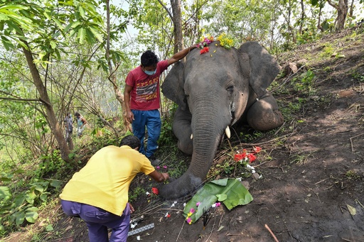 落雷が原因か、ゾウ18頭死ぬ インド北東部 写真16枚 国際ニュース