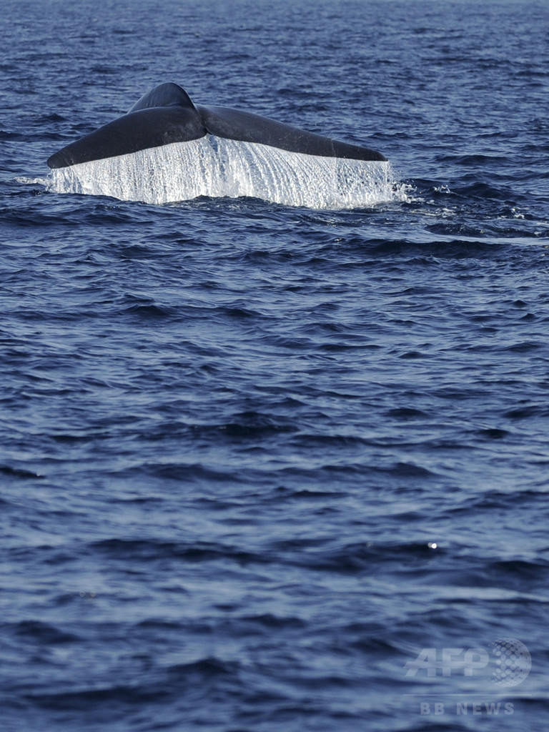 シロナガスクジラ 紅海で初の目撃例 エジプト 写真1枚 国際ニュース Afpbb News