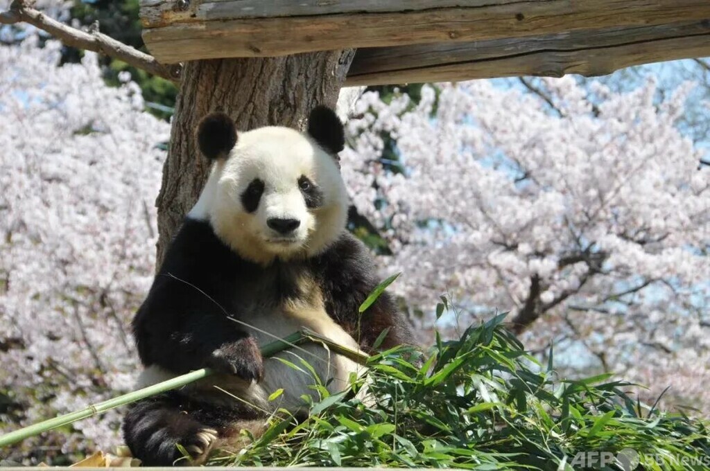 王子動物園のジャイアントパンダ「タンタン」が病死 写真1枚 国際ニュース:AFPBB News