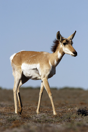 写真特集 珍しい動物たち 写真16枚 国際ニュース Afpbb News