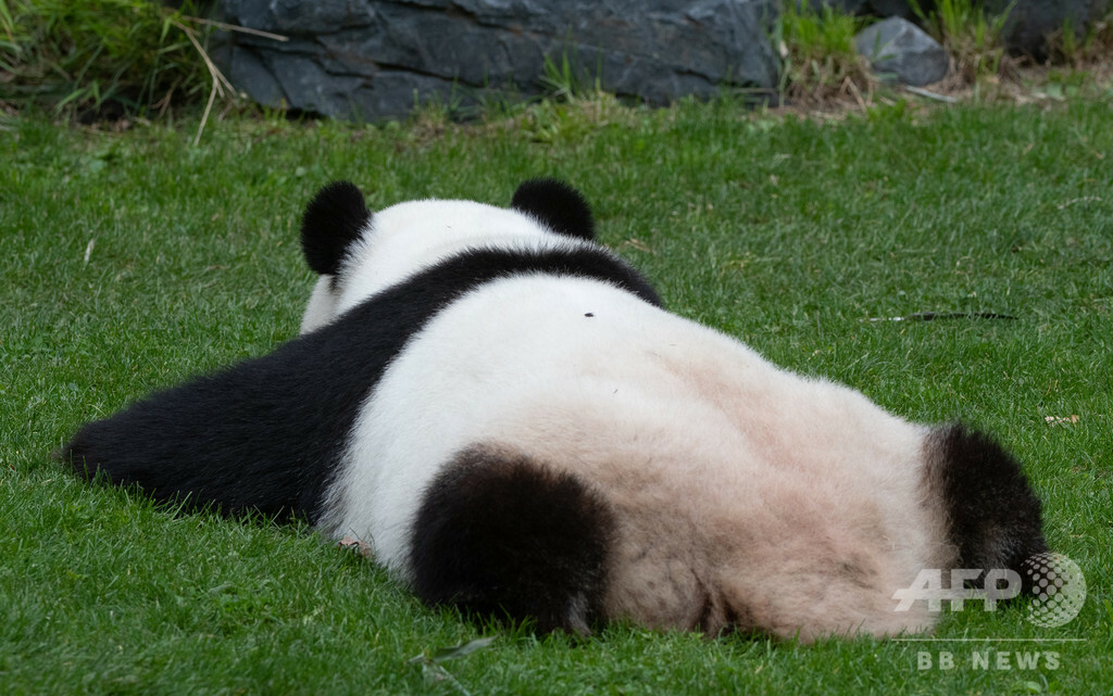 写真特集 愛くるしい世界のパンダ Afp収蔵写真から厳選 国際ニュース Afpbb News