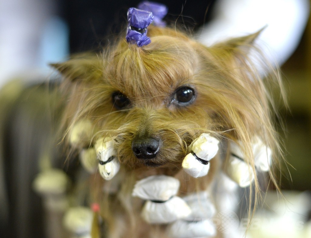 「美犬」大集合、ウエストミンスター・ケンネル・クラブ・ドッグショー