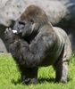 メキシコ首都メキシコ市（Mexico City）のチャプルテペック動物園（Chapultepec Zoo）でヨーグルトを飲むゴリラの「バントゥー（Bantu）」（2014年1月9日撮影）。(c)AFP/OMAR TORRES