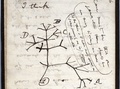 英自然科学者チャールズ・ダーウィンが1837年にノートに記した「生命の樹」のスケッチ。ケンブリッジ大学提供（2020年11月24日公開）。(c)AFP PHOTO / UNIVERSITY OF CAMBRIDGE
