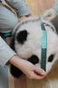 台湾の台北市立動物園（Taipei City Zoo）で、身体測定を受けるジャイアントパンダの赤ちゃん（2013年10月14日提供）。(c)AFP/TAIPEI CITY ZOO