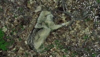 韓国で逃走のオオカミ、草むらの熟睡姿を確認…ドローンに驚き移動