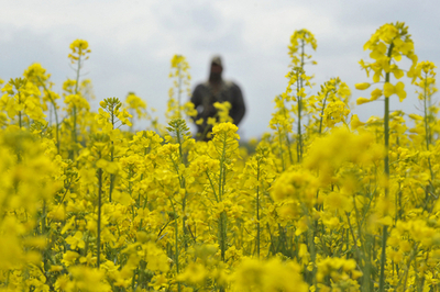 一面の菜の花…ではなく、カラシの花です インド