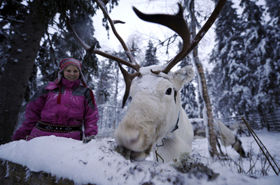 雪の中でお食事、フィンランドのトナカイ