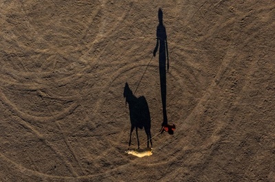 【今日の1枚】人と羊、空から見ても同じ姿 イラク