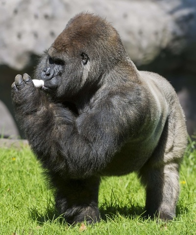 おいしいヨーグルトを飲んで幸せ、動物園のゴリラ メキシコ