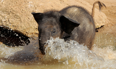ゾウの赤ちゃんに僧侶が命名、メルボルン