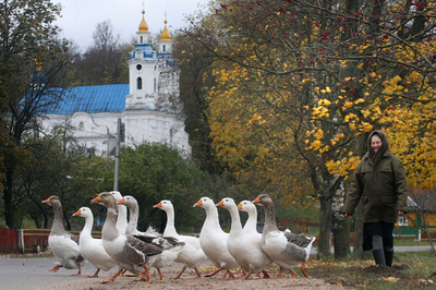 ガチョウだって散歩したい
