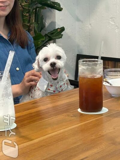 韓国で飲食店のペット同伴入店が解禁…制度初日に「むしろ入れる店が減った」と戸惑いの声