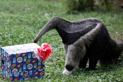 中身は何かな!? 動物たちにクリスマスギフト コロンビア