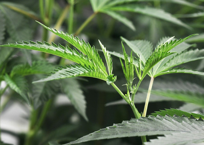 殺鼠剤入りの合成マリフアナで3人死亡、米国