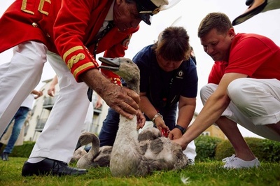 テムズ川で伝統の「白鳥調べ」 英国
