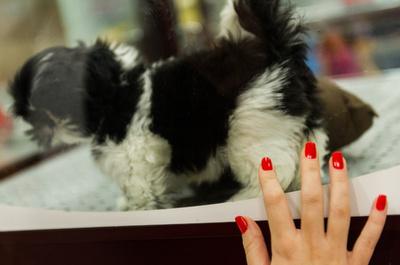 英、子犬や子猫の販売禁止へ 劣悪な飼育環境を問題視