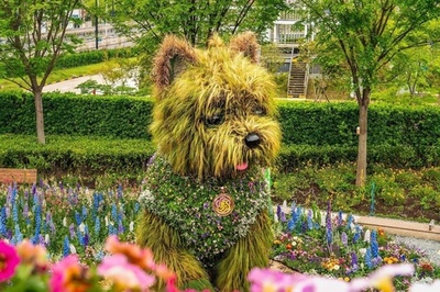 春限定の「ゆるかわ犬」 上海市民の人気者に