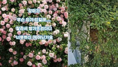 塀いっぱいの美しいバラが一夜にして無残な姿に…韓国・善意の庭園を荒らした若者2人組にネットから非難殺到