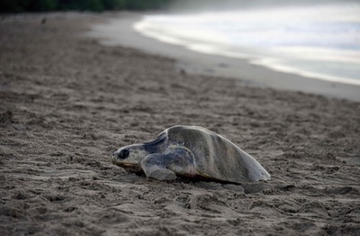 ヒメウミガメ1000匹、産卵のため浜辺に ニカラグア