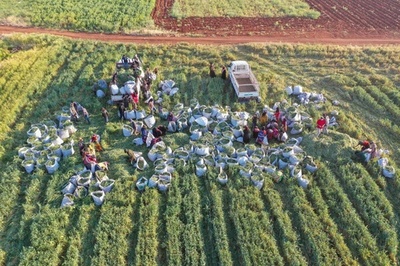シリアでデュラム小麦の収穫、伝統食材「フリーカ」作り