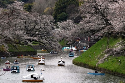 ボートで花見 東京・千鳥ヶ淵
