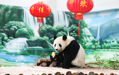 パンダと楽しむ中秋節　「新月」「竹韻」、特製の月餅にご満悦