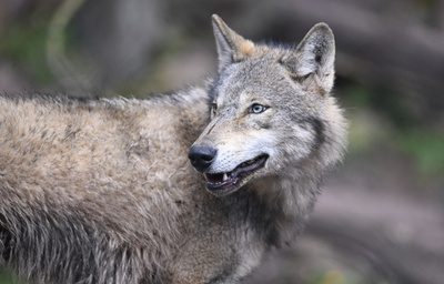 オオカミに注意 「憂慮すべき」接触相次ぐ オランダ