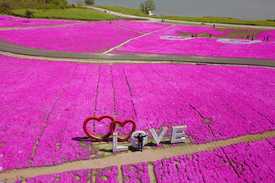 芝桜が満開、花のじゅうたんに 江蘇省