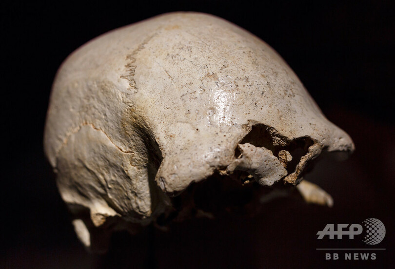 ネアンデルタール人と現生人類の分岐、従来説より約30万年早い 英研究