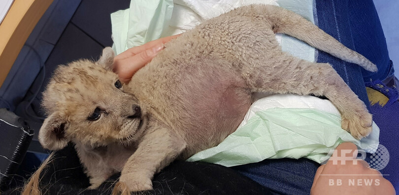 仏でまたもライオンの赤ちゃん発見、自動車修理工場従業員に事情聴取