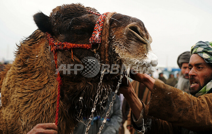 「闘犬」ならぬ「闘ラクダ」、アフガニスタンで新年行事
