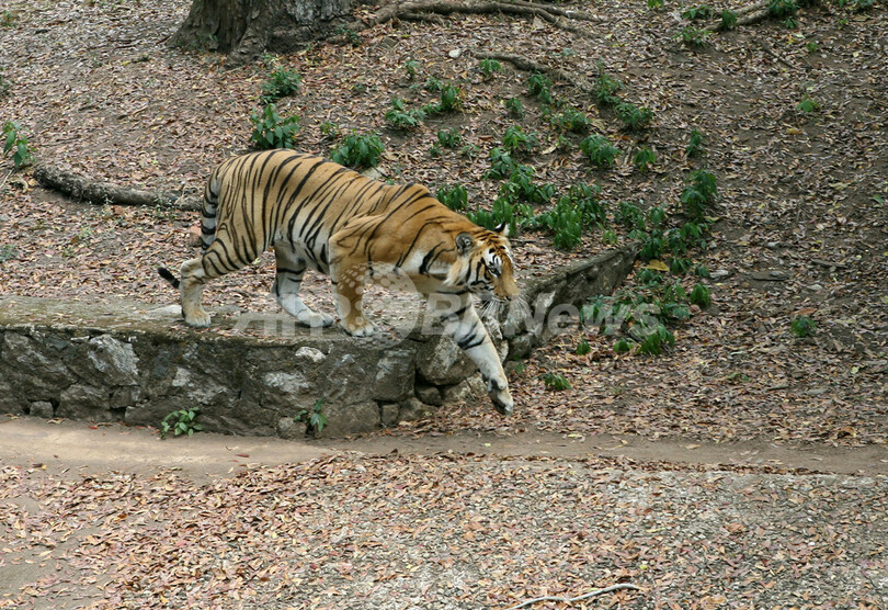 漢方薬の需要拡大で原料のトラ、絶滅の危機に